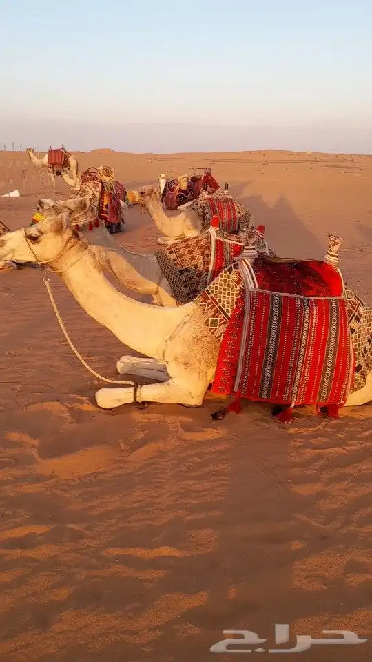 ايجار جمال رحول ركبي 12