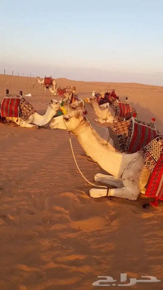 ايجار جمال رحول ركبي 11