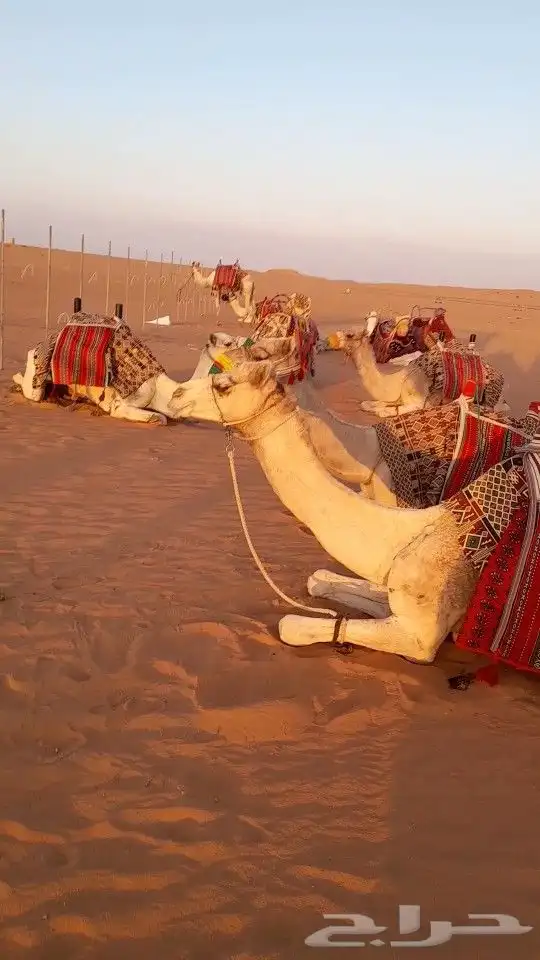 ايجار جمال رحول ركبي 10