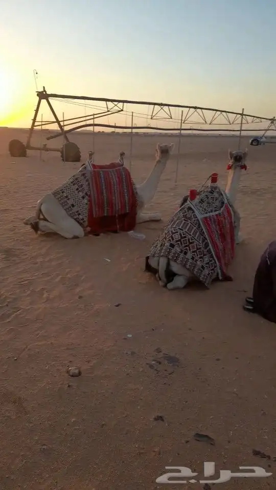 ايجار جمال رحول ركبي 17