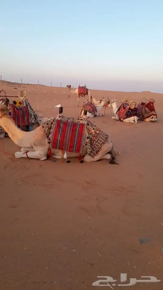 ايجار جمال رحول ركبي 18