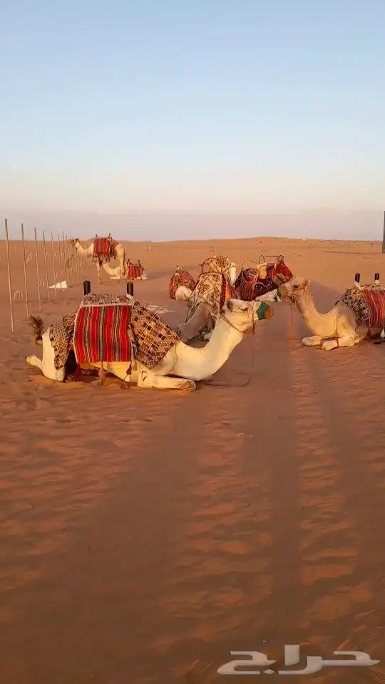 ايجار جمال رحول ركبي 9