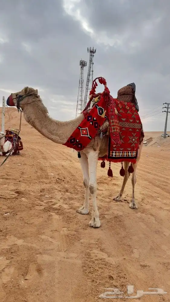 ايجار جمال رحول ركبي 3