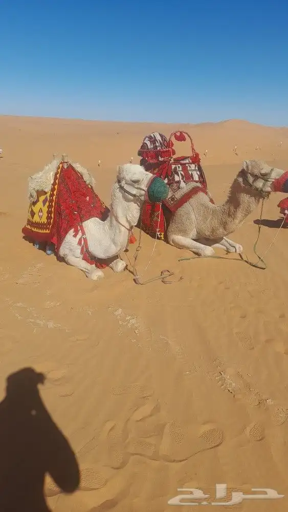 ايجار جمال رحول ركبي 2