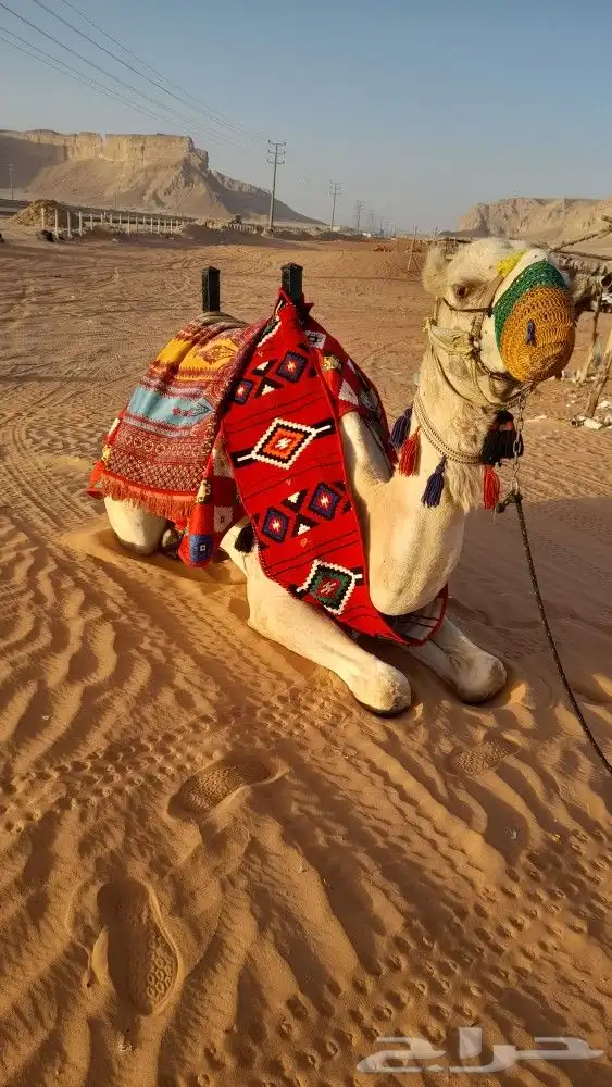 ايجار جمال رحول ركبي 7