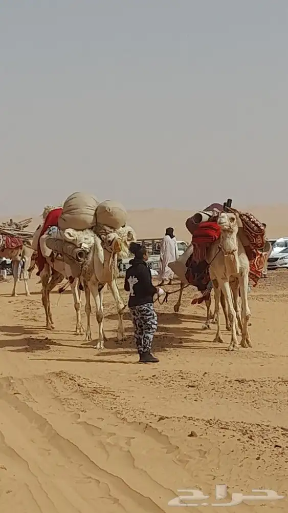 ايجار جمال رحول ركبي 5