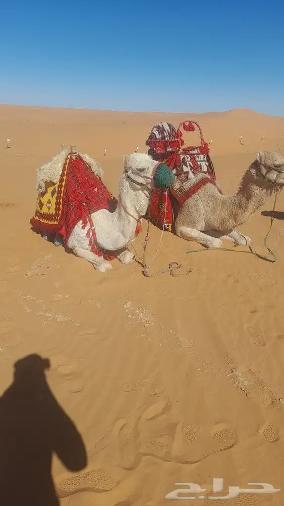 ايجار جمال رحول ركبي 1