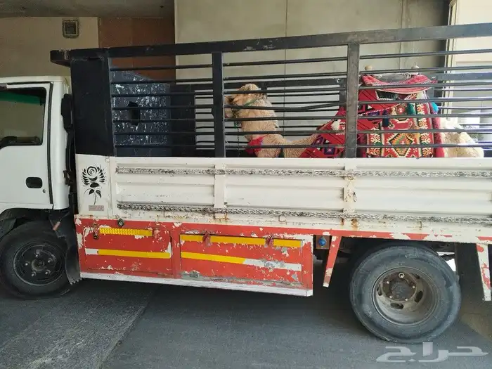 ايجار جمال وخيول 11