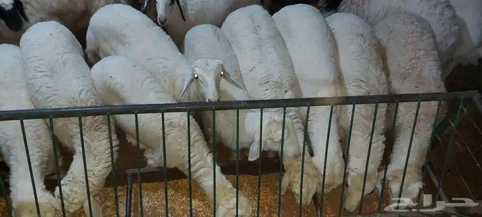 مطعم الخير خاروف مشوي كامل 1