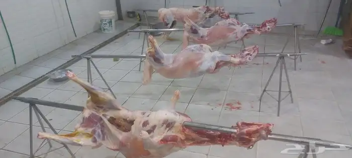 مطعم الخير خاروف مشوي كامل 8