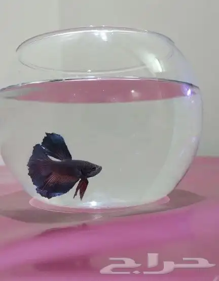 سمك الفايتر 9