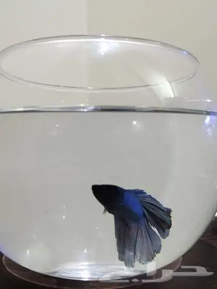 سمك الفايتر 11