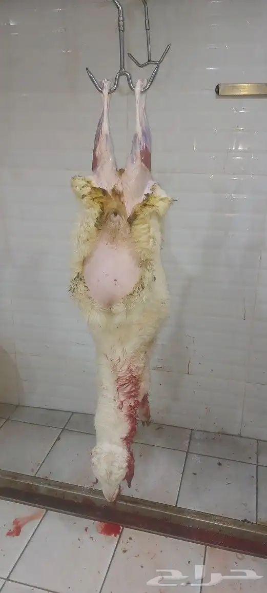 مطعم الخير خاروف مشوي كامل 23