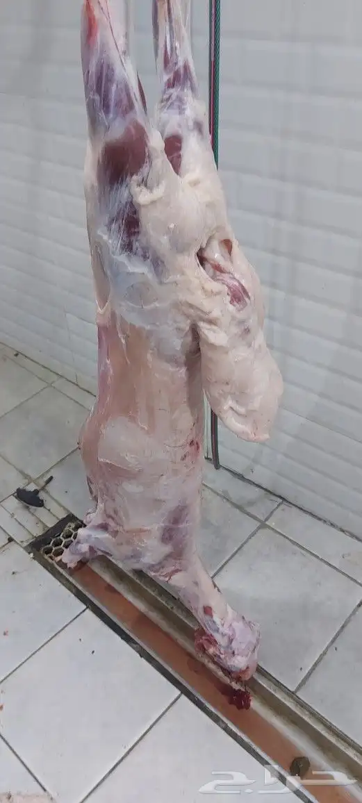 مطعم الخير خاروف مشوي كامل 7