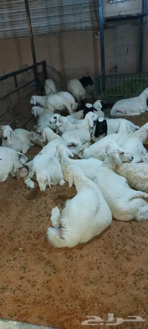 مطعم الخير خاروف مشوي كامل 4