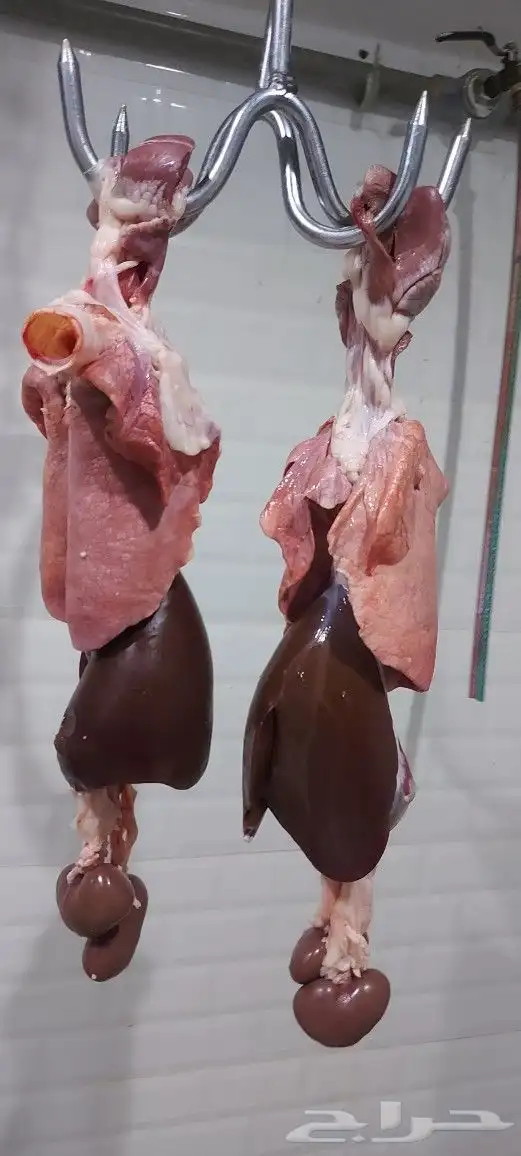 مطعم الخير خاروف مشوي كامل 19