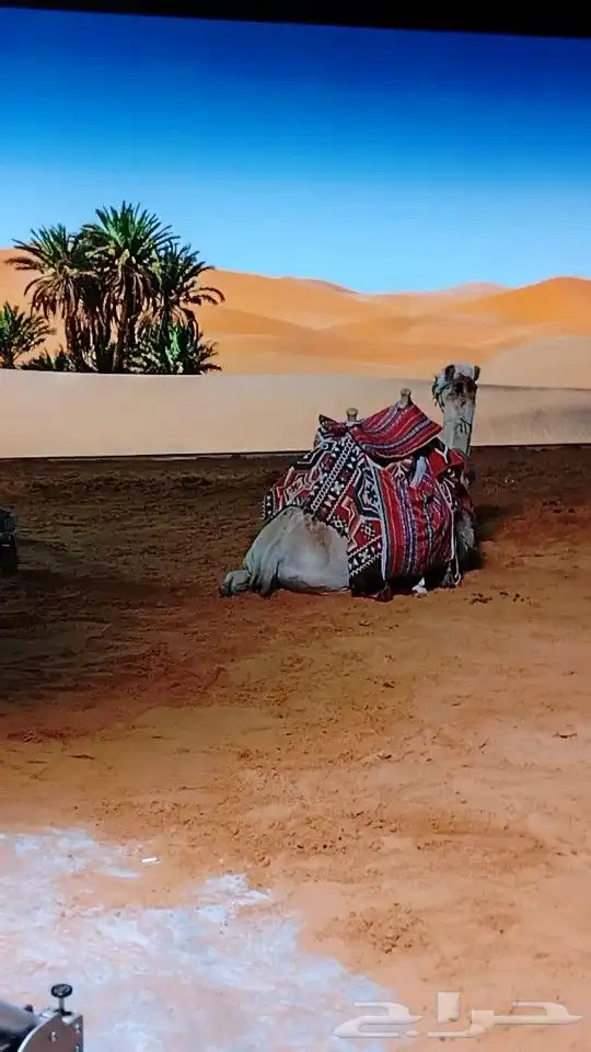 ايجار جمال وخيول 0