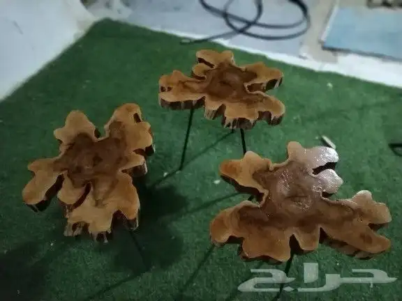 طقم طاولات جذوع شجرمورده حجم جانبيات للبيع جديده 0