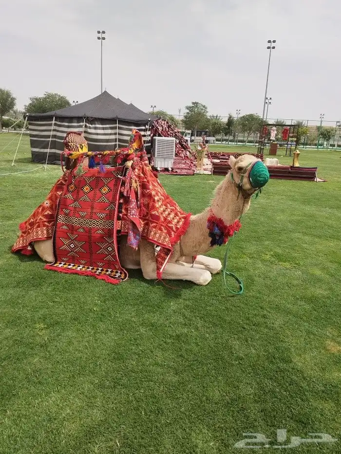 ايجار جمال وخيول 4