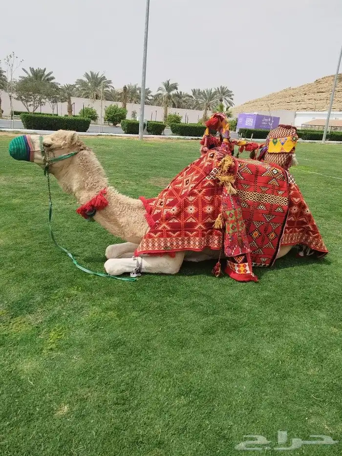 ايجار جمال وخيول 3