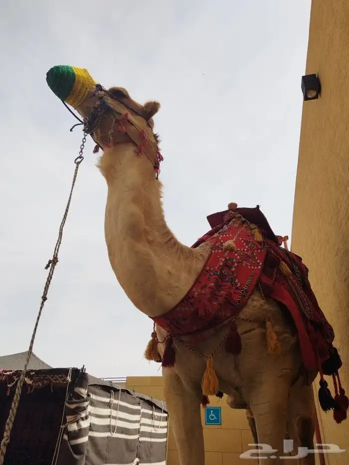 ايجار جمال وخيول 6