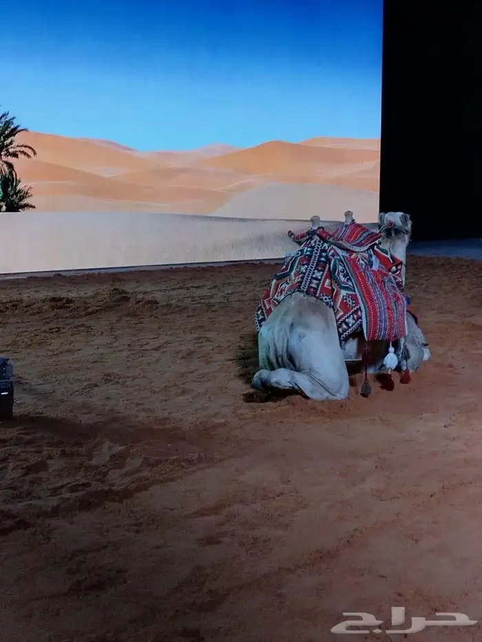 ايجار جمال وخيول 12