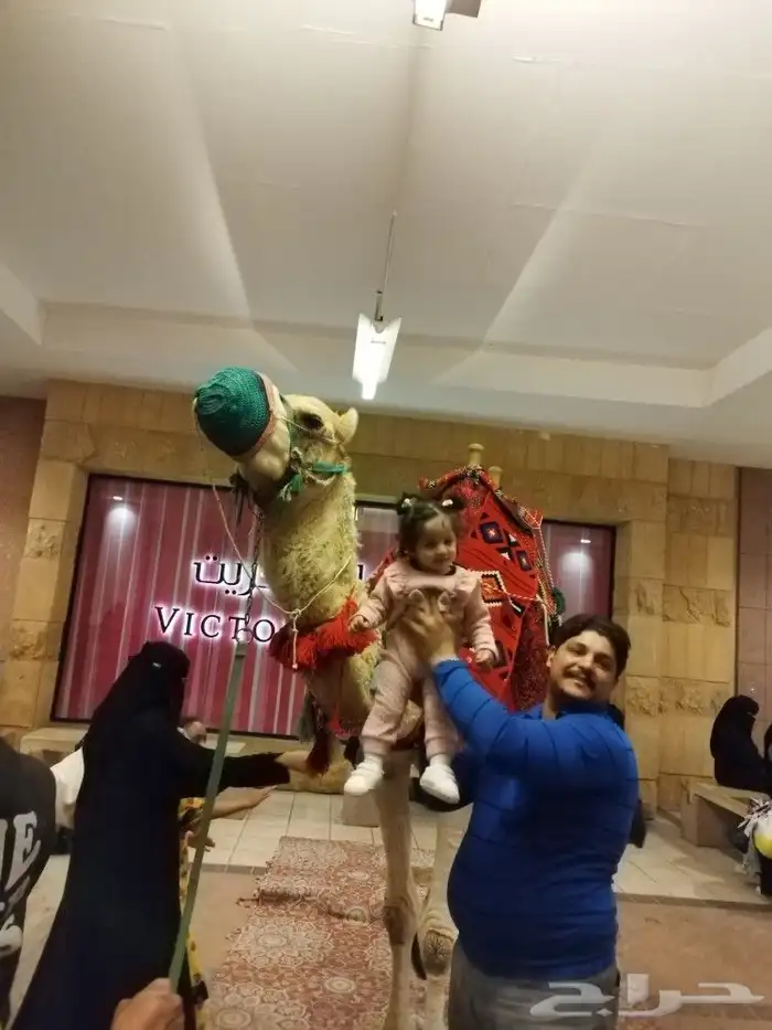 ايجار جمال وخيول 8