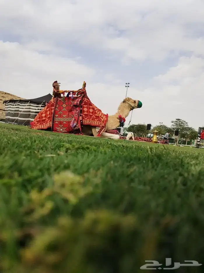 ايجار جمال وخيول 14