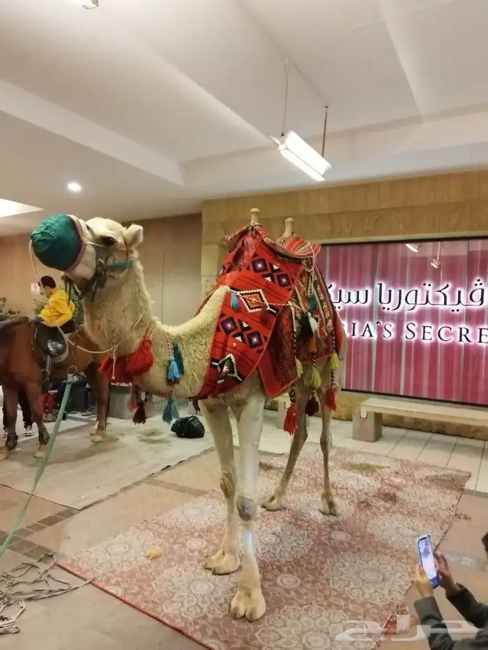 ايجار جمال وخيول 7