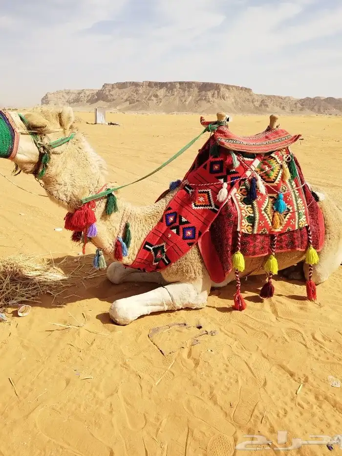 ايجار جمال وخيول 10