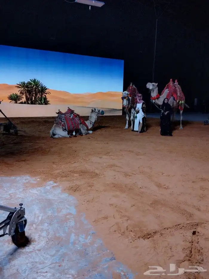 ايجار جمال وخيول 13