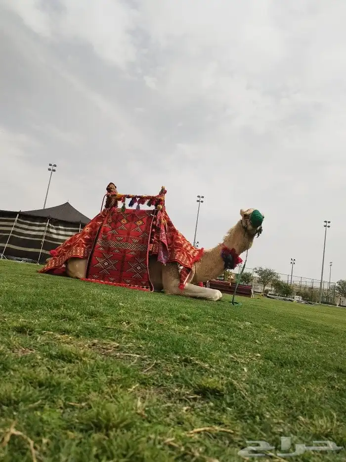 ايجار جمال وخيول 1