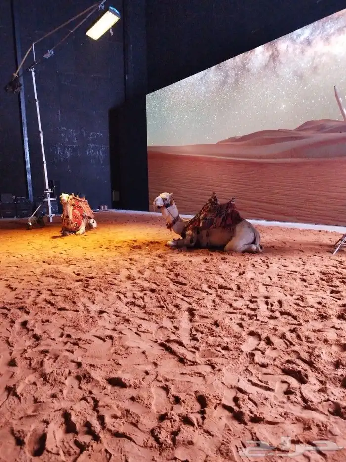 ايجار جمال وخيول 15