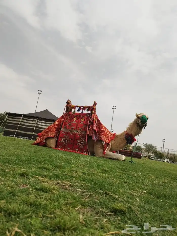 ايجار جمال وخيول 9