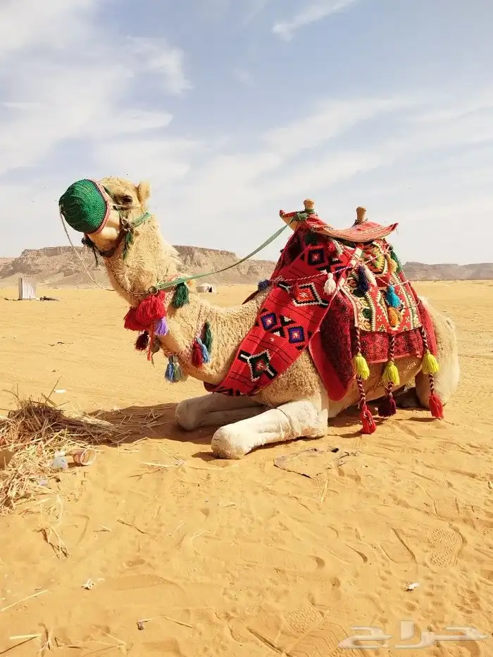 ايجار جمال وخيول 5