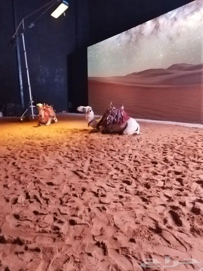 ايجار جمال وخيول 2