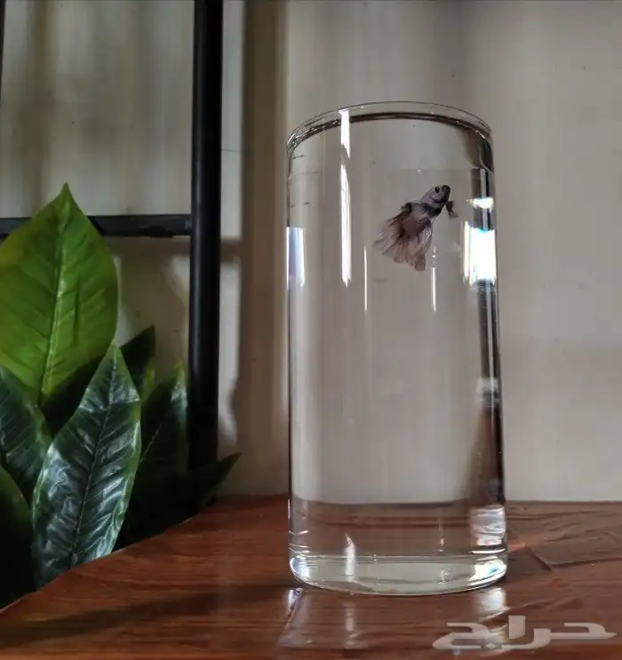 سمك الفايتر 6