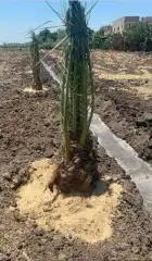 موجود فسايل النخل برحي سقعي مجدول سكري 1