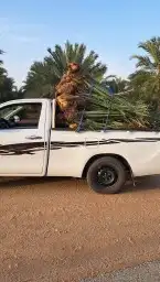 موجود فسايل النخل برحي سقعي مجدول سكري 0