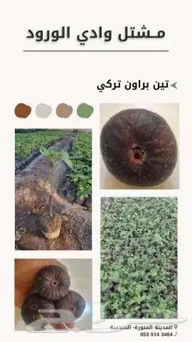 مشتل وادي الورود لبيع الشتلات الزراعيه 35