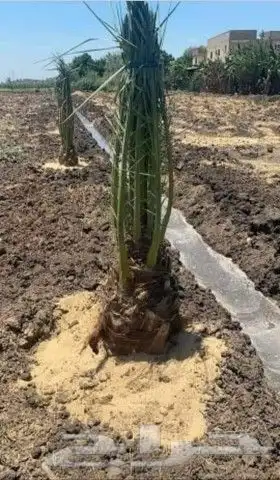 فسايل النخيل 2