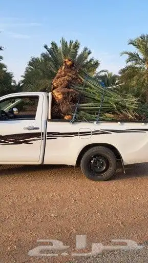 فسايل النخيل 9