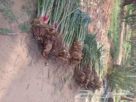 موجود فسايل النخل برحي سقعي مجدول سكري 2