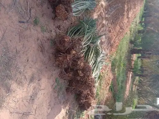 موجود فسايل النخل برحي سقعي مجدول سكري 3