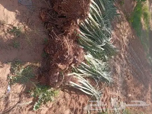 موجود فسايل النخل برحي سقعي مجدول سكري 4