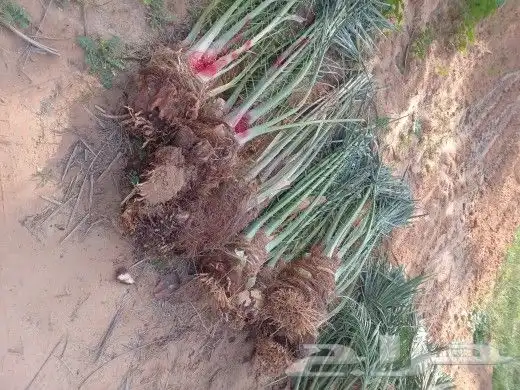 فسايل النخيل 5