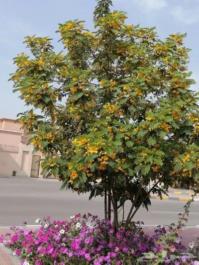 تنسيق حدائق وشلالات ونوافير 16