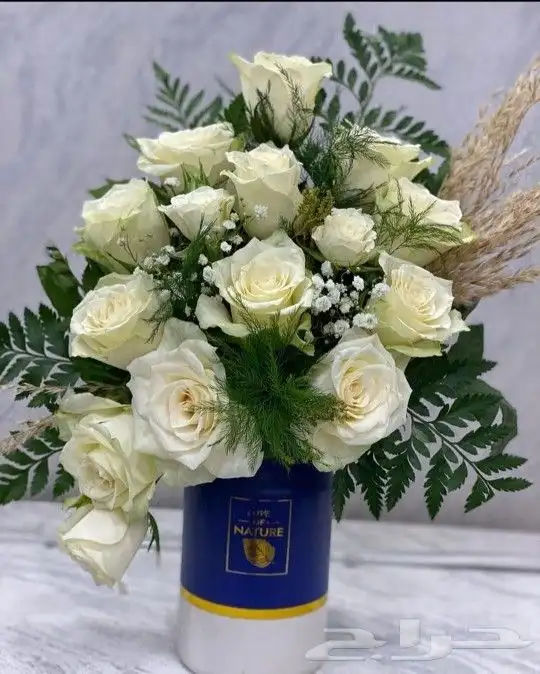 كوشات خميس مشيط أبها التثليث جميع المناطق الجنوبيه 7