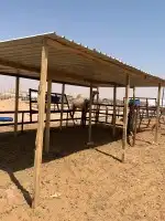 مضلات ابل سهلت الفك وتركيب ذرف أبل عشش دجاج ص 32