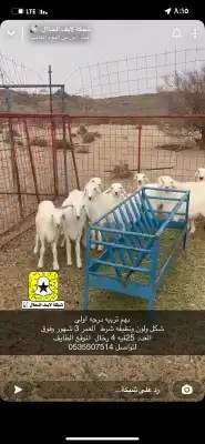 مضلات ابل سهلت الفك وتركيب ذرف أبل عشش دجاج ص 7